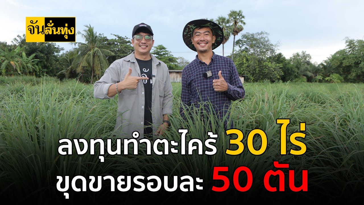 ลงทุนทำตะไคร้ 30 ไร่ ขุดขายรอบละ 50 ตัน | จัน ลั่นทุ่ง