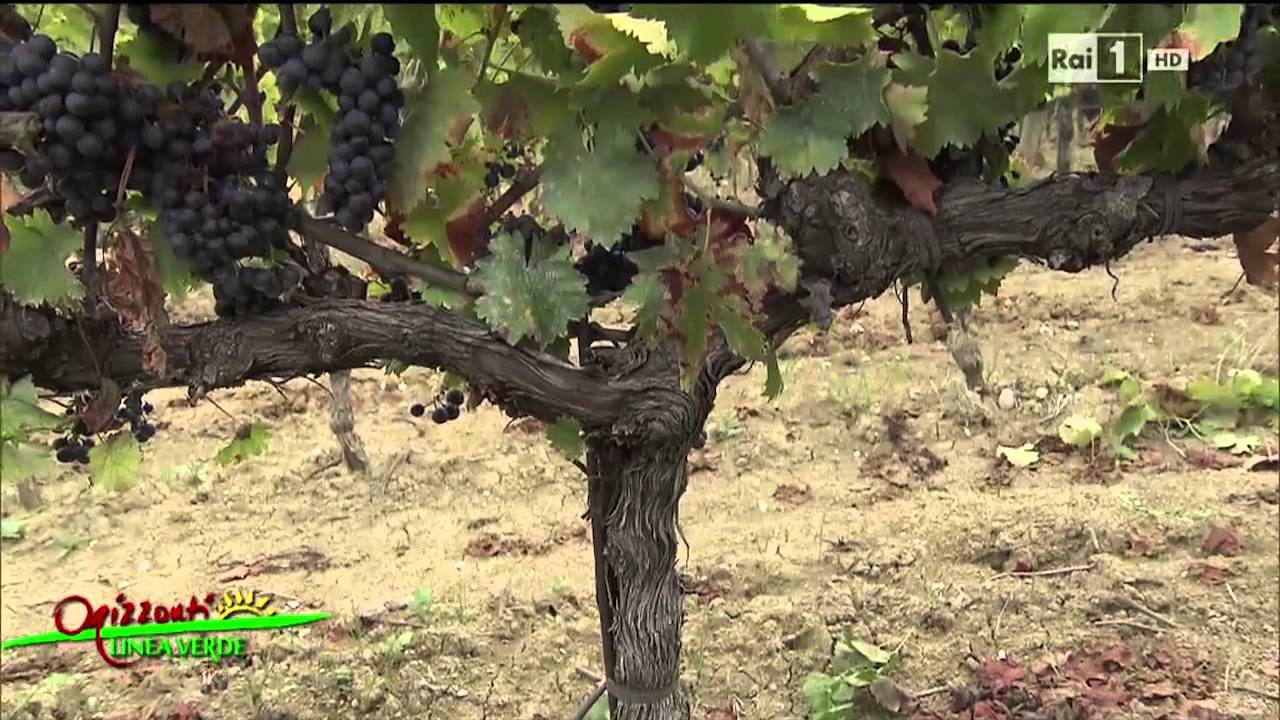 #Enologica35 - Rai 1 Linea Verde Orizzonti - Puntata del 4/10/14