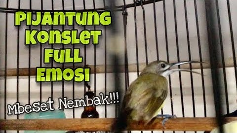LANGSUNG KONSLET‼️Besetan Kasar PIJANTUNG PISANG GACOR Dor Full Emosi Durasi Panjang | Kicau Tembak