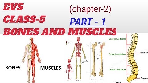 EVS,  CLASS-5,  CHAPTER-2 (Bones and Muscles) in Hindi explanation cbse (Part-1)