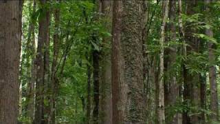 Forest regeneration in the Philippines