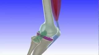 Sciencevisualsvisualbiotech - Anatomy Of The Knee Articulations