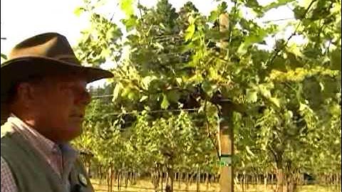 Vineyard Blooms and Pest Management