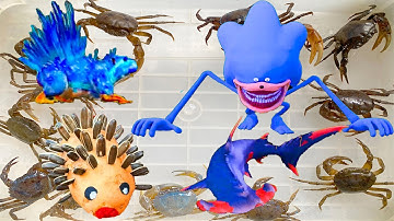 Kem Ốc Chanel và cá mập đầu búa bắt con nhím Sonic, cứu con cá, con cua, con rồng, con nhện, con lợn