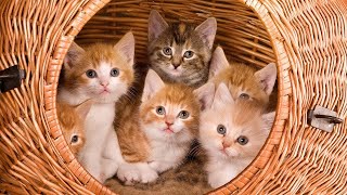 Кошки. Коты. Их роль, миссия и предназначение в жизни человека. Ченнелинг. Контактер