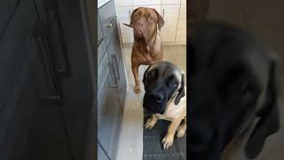 Is that a Starbucks cake pop?! #dogpuppy #dog #mastiff #puppy #englishmastiff #funnydog #viralvideo