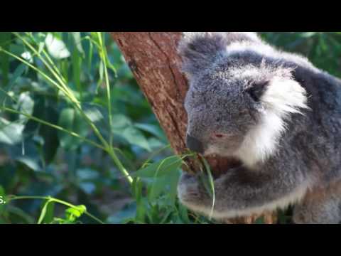 Koalas driven to drink by climate change