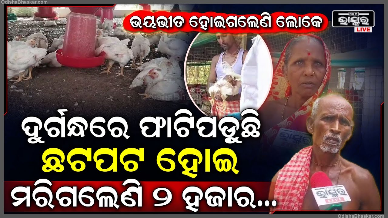 ଦୁର୍ଗନ୍ଧରେ ଫାଟିପଡୁଛି ପୁରା ଅଞ୍ଚଳ...ପୁଣ ପିପିଲିରେ ମରିଗଲେ ୨ହଜାର କୁକୁଡା, ଯାହାକୁ ଦେଖି ଲୋକେ ଭୟଭିତ
