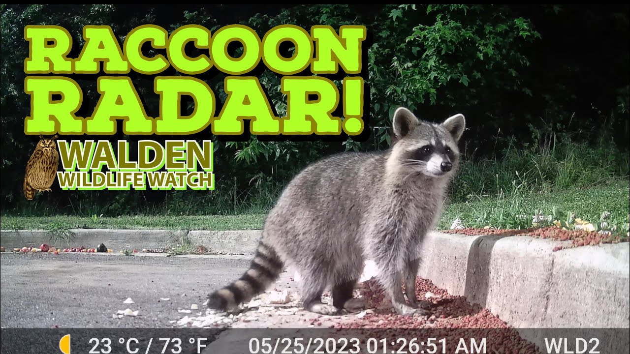 What Is A Radar Racoon? | RADAR Basics – TXFPO