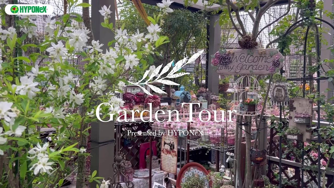 🕊Garden Tour🕊89：ユーカリポポラスの木の下で季節の花々と多肉植物を楽しむ、猫もくつろいで過ごす居心地の良いお庭