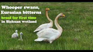 Whooper swans, Eurasian bitterns breed for first time in Sichuan wetland