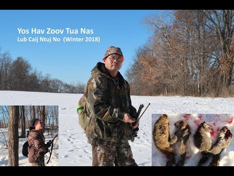 Video: Pheasant yos hav zoov lub caij ntuj no hauv cov daus