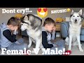 Funny Huskies Reaction To My Kids Crying Prank! [WITH CAPTIONS] [MALE V FEMALE V PUPPY]