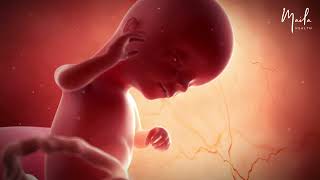 16 Weeks Of Pregnancy Second Trimester Fetal Stage