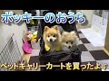 【ポメラニアン子犬】ペットキャリーカートを買ったよ♪