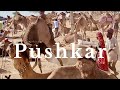 PUSHKAR Camel Fair | CAMEL TRADING + Pushkar HORSE MARKET, Rajasthan, India   पुष्कर