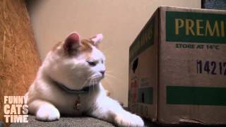 Два кота - Одна коробка / Two Cats - One Box Два кота - Одна коробка / Two Cats - One Box