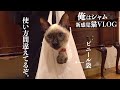 シャム猫とビニール袋｜俺の遊びシリーズ - Cat and Plastic bag