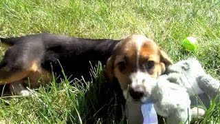 In vitro fertilization goes to the dogs