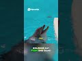 Amazing Underwater Life_ How Animals Survive & Thrive_ Let's explore #kidsanimals #toddlereducation