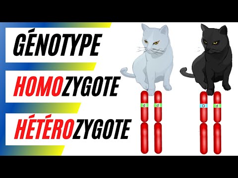 Vidéo: Comment s'écrit homozygote dominant ?