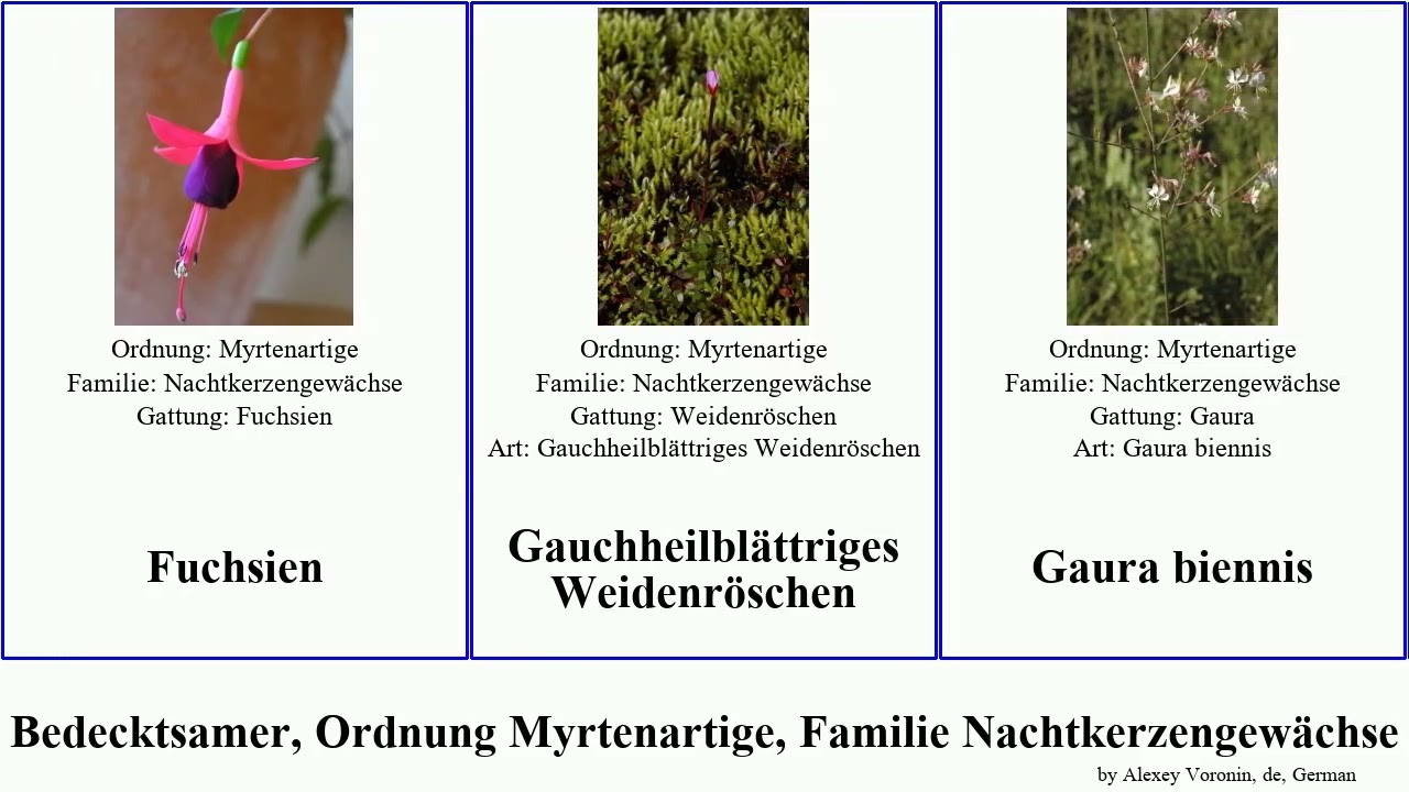 Bedecktsamer, Ordnung Myrtenartige, Familie Nachtkerzengewächse fuchsia weidenröschen rosea