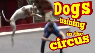 Репетиция в цирке с собаками.Подготовка молодой собаки/Dog training in the circus .