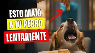 Haces Esto Todos Los Días Y Tu Perro Sufre En Silencio
