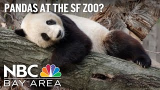 Will the San Francisco Zoo get a panda?