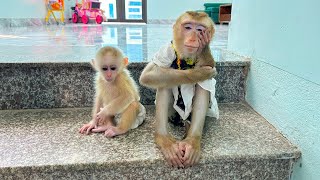 Download Lagu Monkey Kaka and Monkey Mit were sitting on the stairs waiting for Mom to come home. MP3
