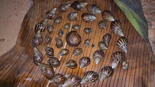 Come Here! Come Here! There Are So Many African Land Snails And Small Red Millipedes In The Evening