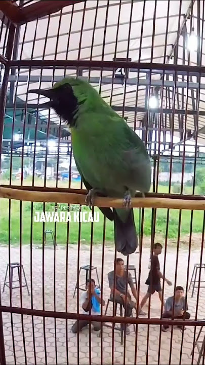 CUCAK IJO GACOR CAME ON CAMERA 🔥 FIRST PLACE 😱 #kicaumania #kicau #cucakijo #cucakijongentrokjambul