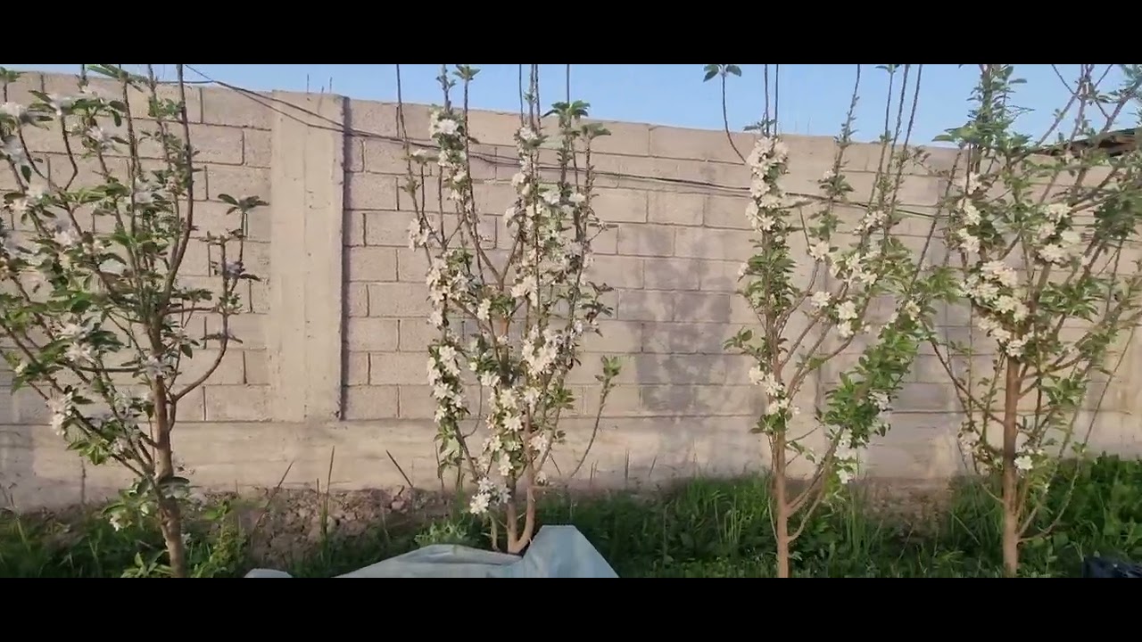 Олуча Себ ва ғайра дарахтони Интенсиви гул кардан.