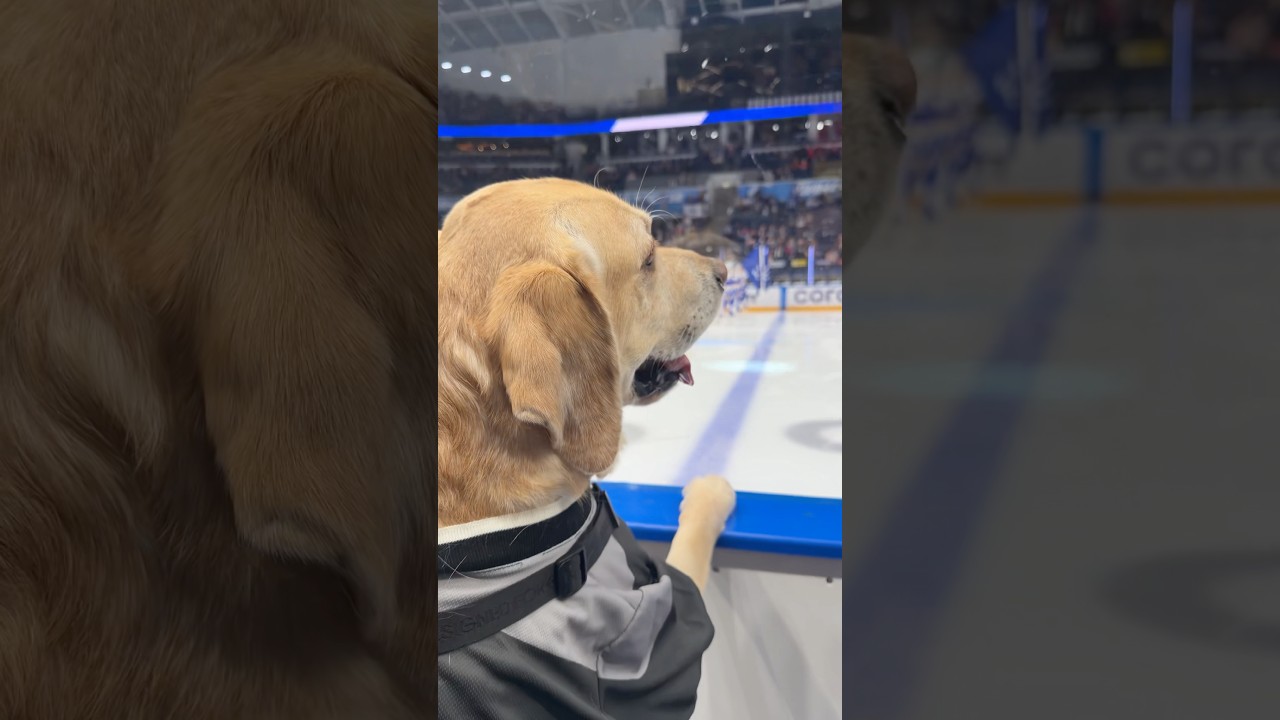 Дени на хоккее🏒