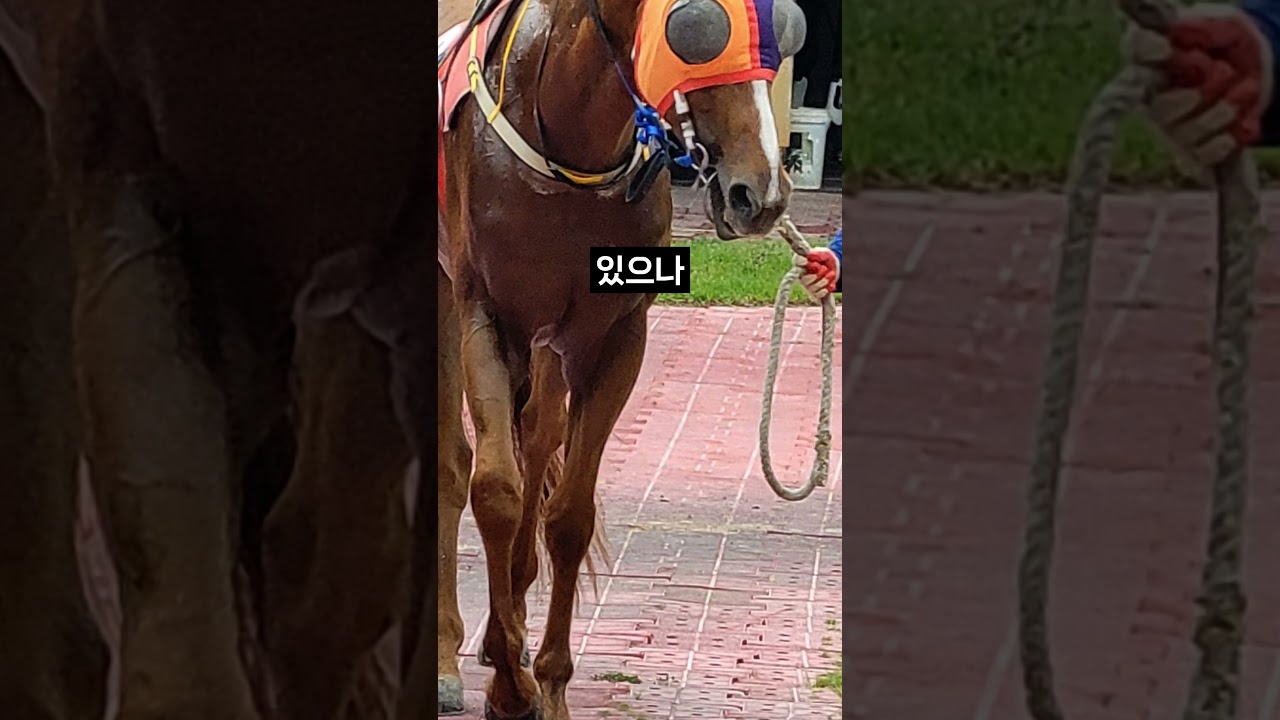 26.01.17 서울경마 09경주