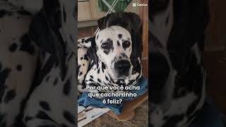 não flopa! Juca