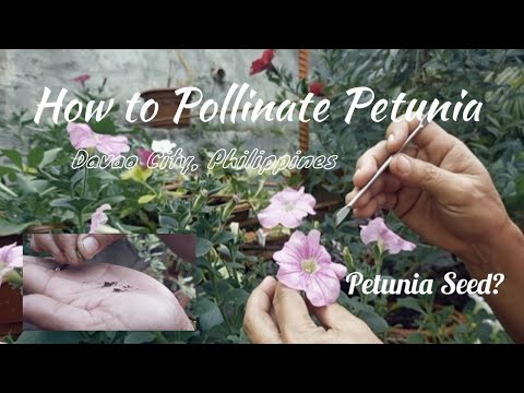 Video: Fortunia (25 Bilder): Hur Skiljer Det Sig Från Petunia? Beskrivning Av Petunier 