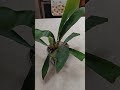 how to care for staghorn fern growth guide #plant #gardening #plants #houseplants #tutorial