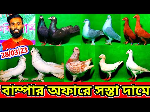 বাম্পার অফারে সেরা ফেন্সি কবুতর কিনুন !! কম দামে ফেন্সি কবুতর বিক্রি করা হবে