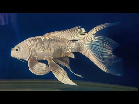 Most Beautiful White platinum butterfly koi Pair - YouTube