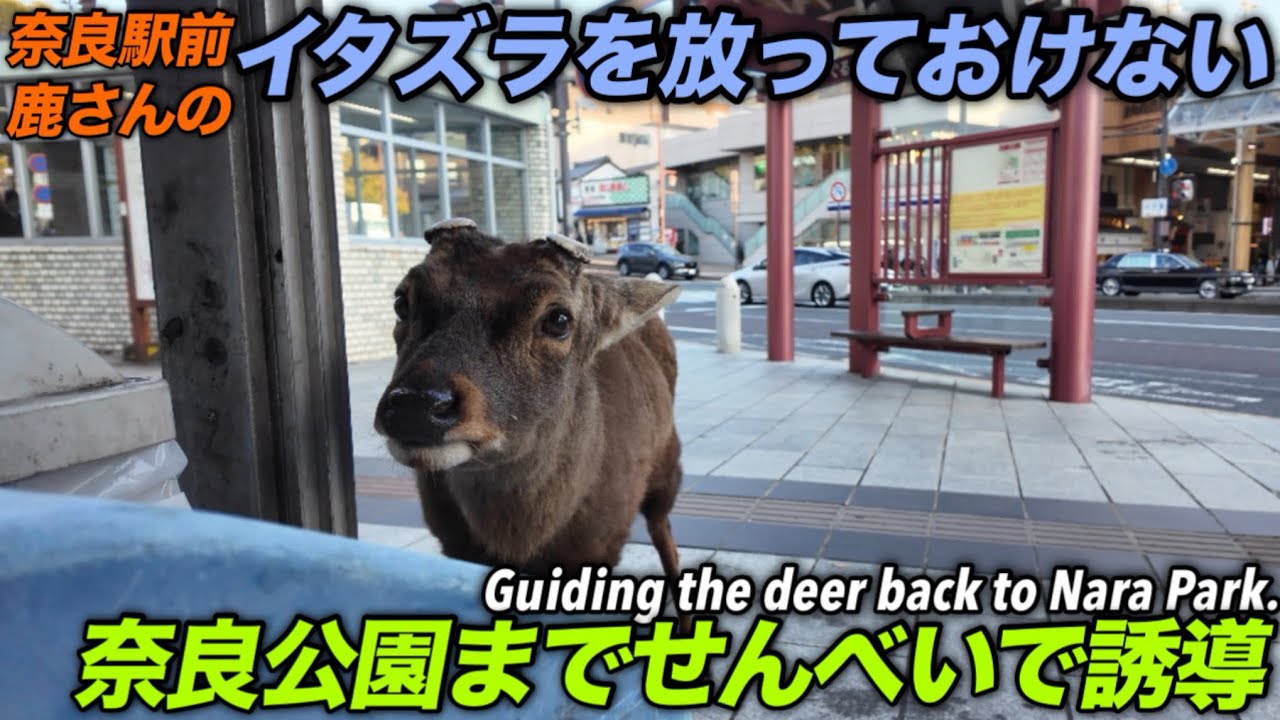 奈良駅前鹿さんのイタズラを放っておけない　奈良公園までせんべいで誘導