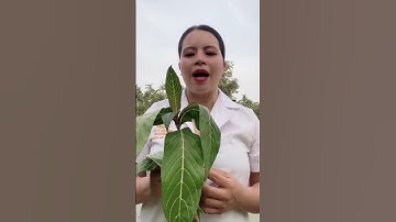 Lá này dùng ngay khi bị dạ dày. #traonguocdaday #traonguocdadaythucquan #vikhuanhp