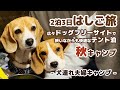 【キャンプ】 広々ドッグフリーサイトでワンコと一緒にテント泊 2泊3日はしご旅【長野編】 -犬連れ夫婦キャンプ-
