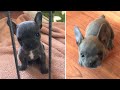 Tiny Frenchie Won't Stop Complaint | Dog Rescue Stories