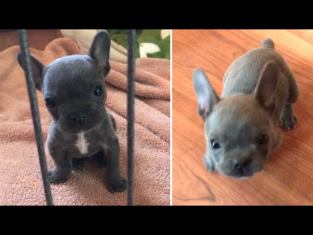 Tiny Frenchie Wont Stop Complaint | Dog Rescue Stories