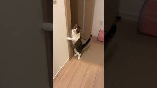 猫が見つめてくるので見つめ返してみたら最後まさかの…w