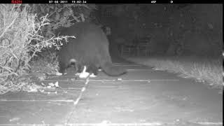Nature Camera