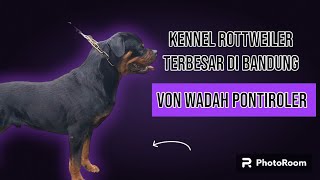 KENNEL ANJING ROTTWEILER TERBESAR DI KOTA BANDUNG ‼ MARKAS ANJING ROTTWEILER JUARA ‼