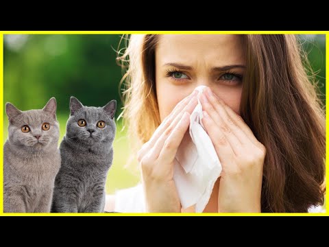 Video: Katzenhautallergien Und Dermatitis: Ursachen Und Behandlung