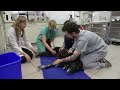 Elderly Dog Loses Mobility in His Legs | Vets Saving Pets